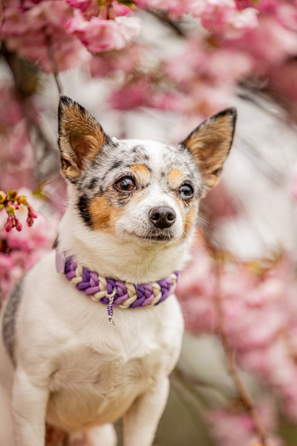 Paracord Halsband "Loop" für kleine Hunde selbst gestalten