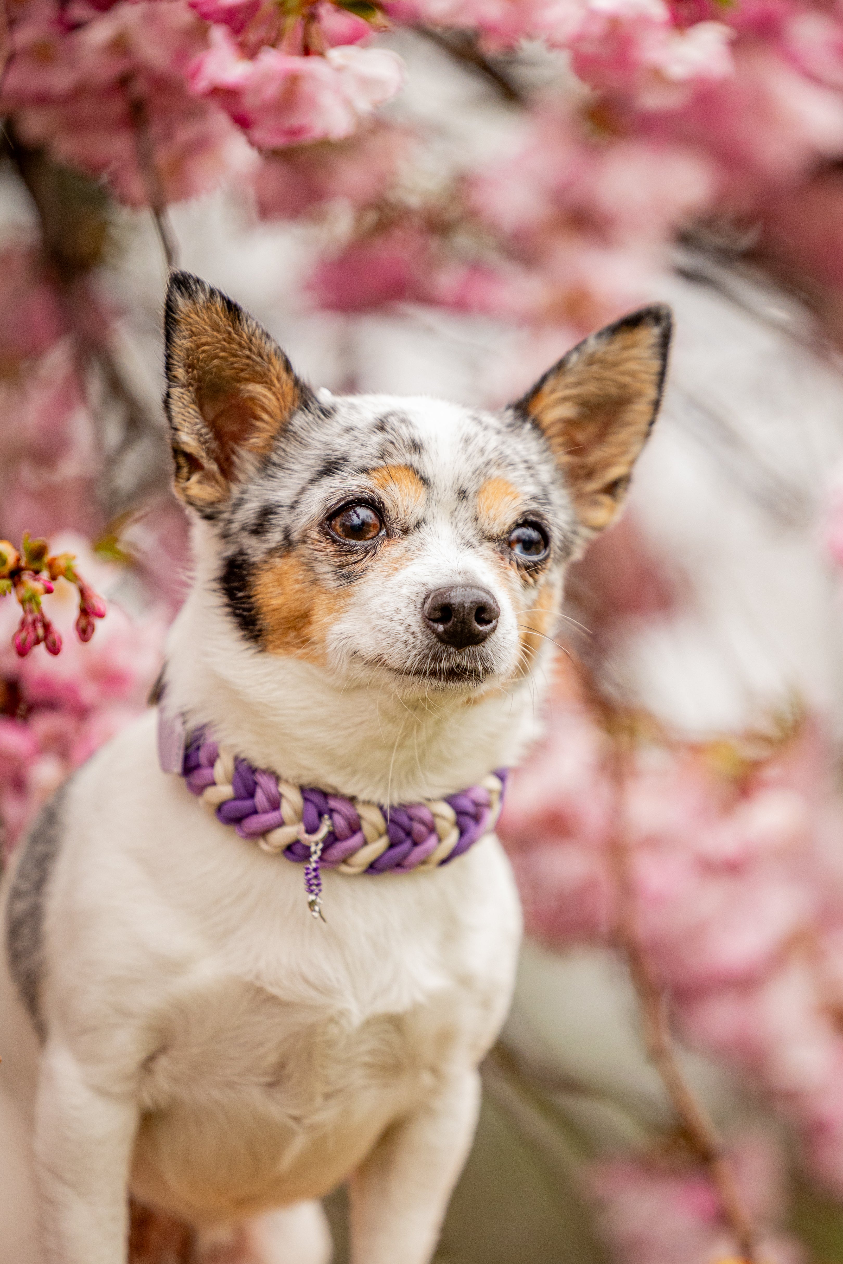 Paracord Halsband "Loop" für kleine Hunde selbst gestalten