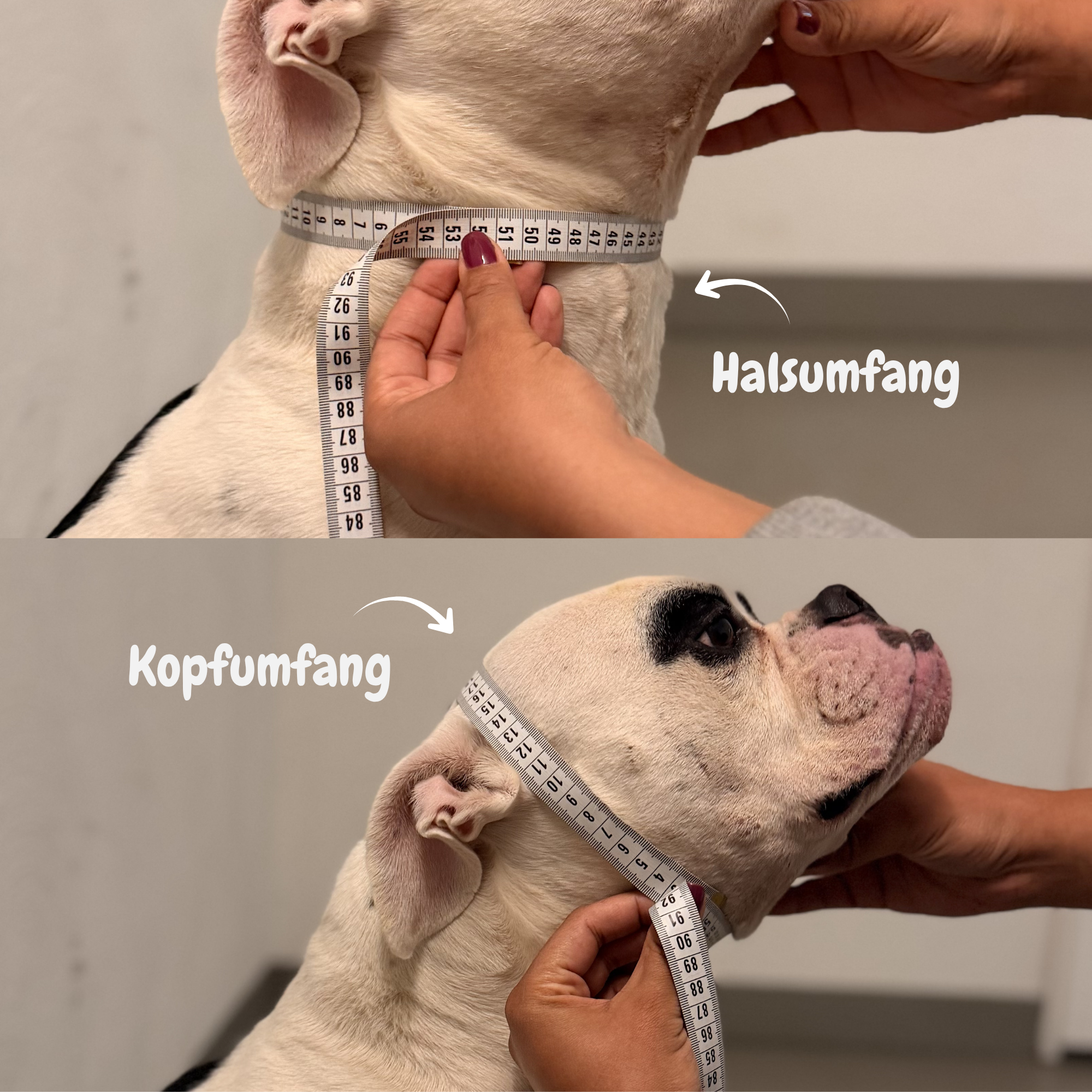 BioThane ® Zugstopp Halsband