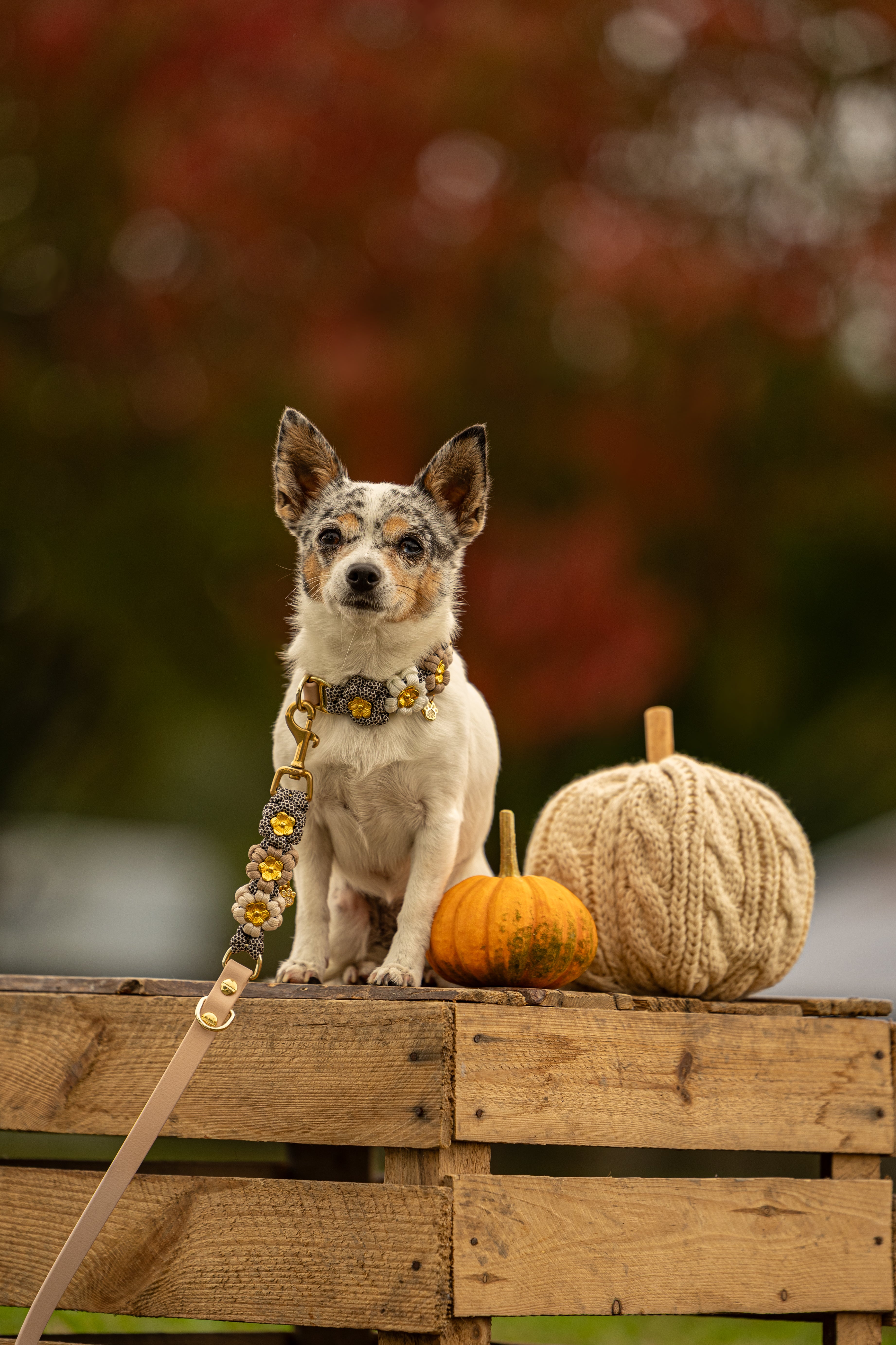 Hundeleine aus Biothane mit Blumen selbst gestalten