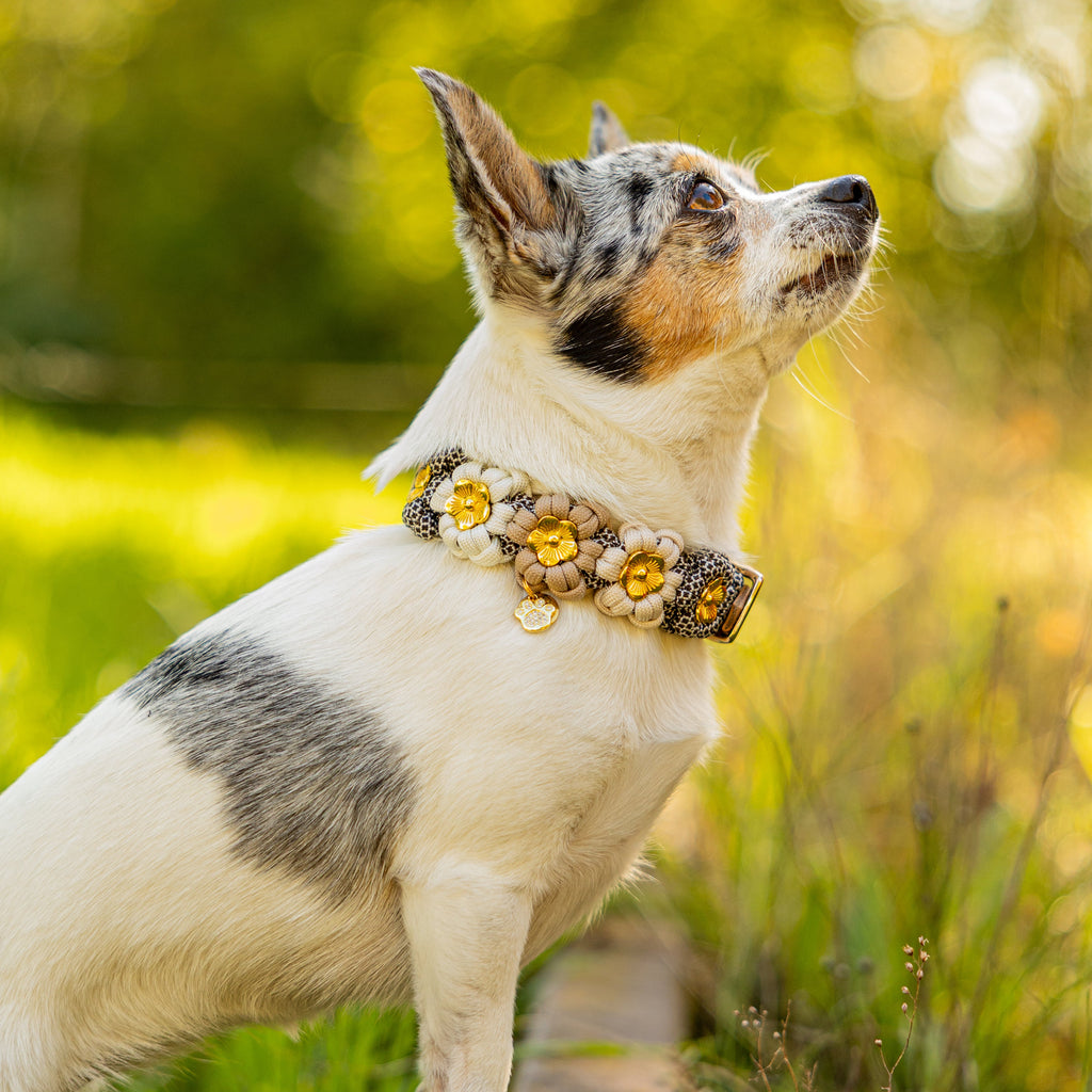 SOFORTKAUF Flower Halsband "Amor"