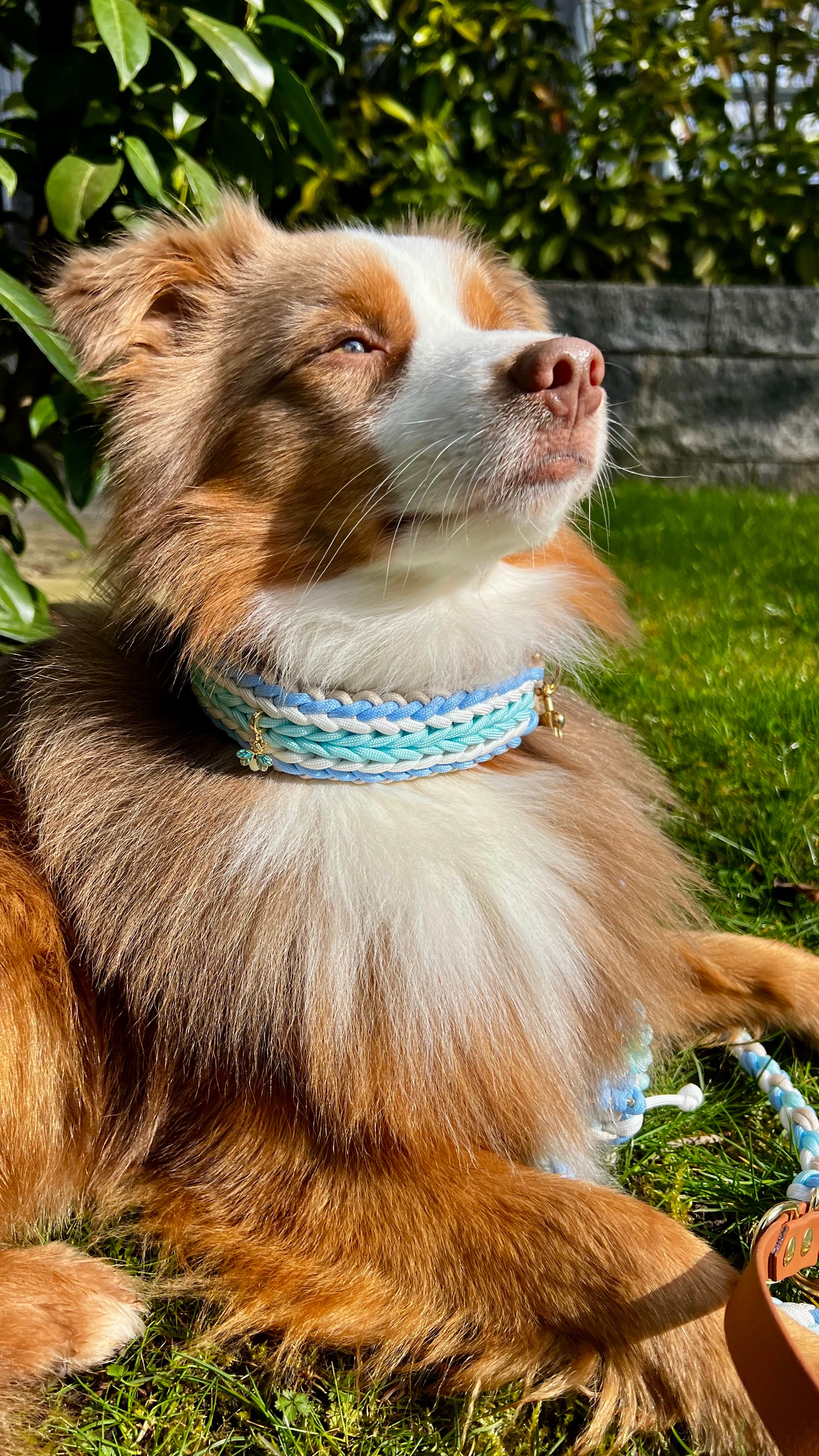 Set aus geflochtenem Halsband & Blumenleine "Polar Breeze" personalisierbar