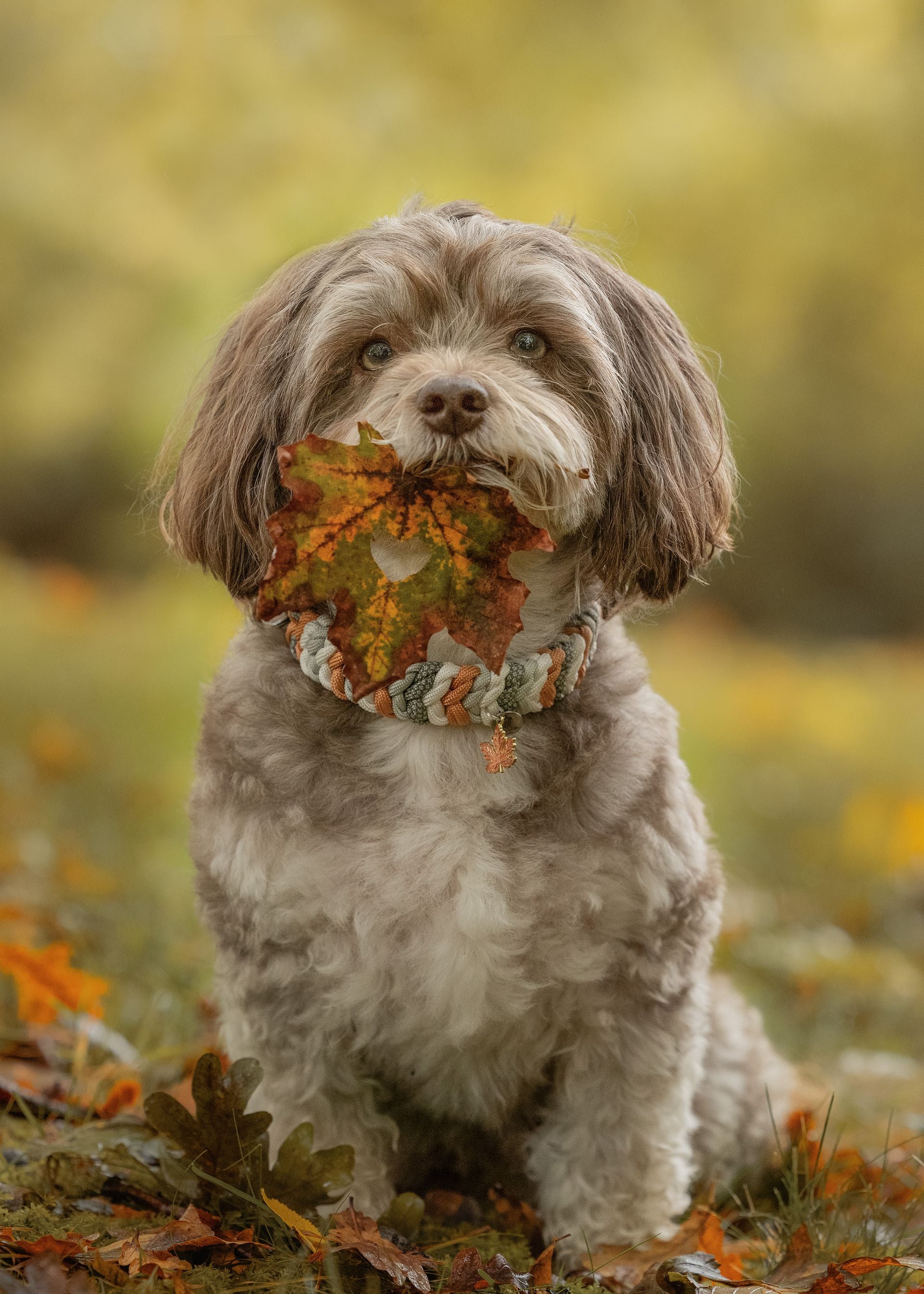 Paracord Halsband "Loop" für kleine Hunde selbst gestalten