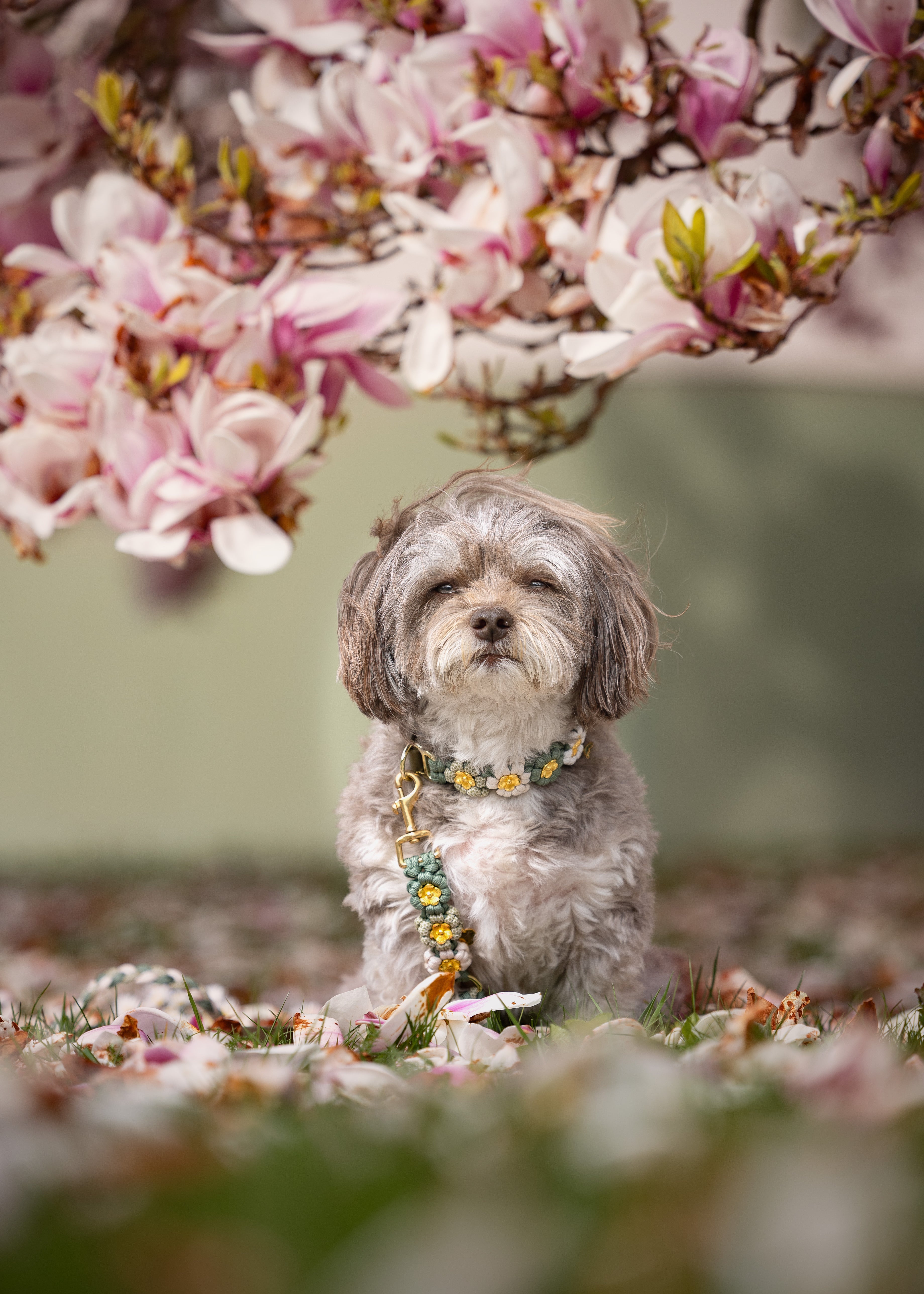 Hundeleine aus Paracord mit Blumen "Flowercord" selbst gestalten